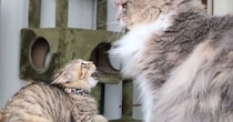 ケンカを売ってきた新入りの保護子猫に…先住猫が見せた『優しすぎる対応』が395万再生「余裕がすごいｗ」「怪我しないようにしていて偉い」