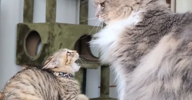 ケンカを売ってきた新入りの保護子猫に…先住猫が見せた『優しすぎる対応』が395万再生「余裕がすごいｗ」「怪我しないようにしていて偉い」