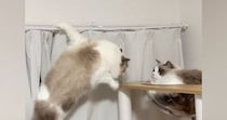 カーテンレールにしがみつく猫→少し離れたキャットタワーへ移ろうとして…「声出たｗ」「めちゃめちゃ笑った」まさかの光景が35万再生