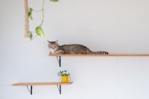 猫の長寿につながる『環境づくり』のポイント5つ　愛猫の健康を守るために心がけるべきこととは