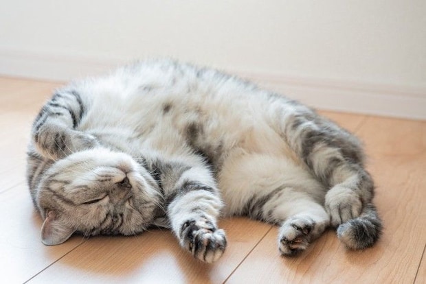 仰向けで寝ている猫