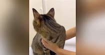 動物病院にやってきた猫→先生が診察室に入ってくると…『可愛すぎる行動』が1093万再生「子どものような怖がり方ｗ」「抱きしめたい」