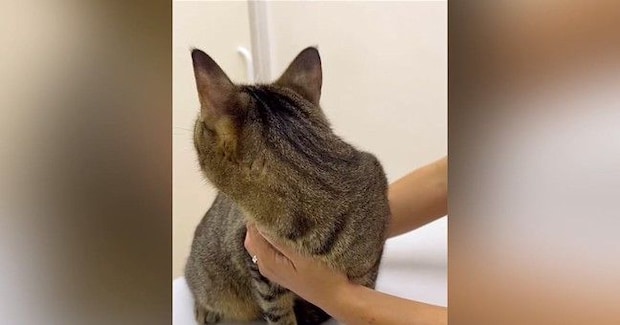 動物病院にやってきた猫→先生が診察室に入ってくると…『可愛すぎる行動』が1093万再生「子どものような怖がり方ｗ」「抱きしめたい」