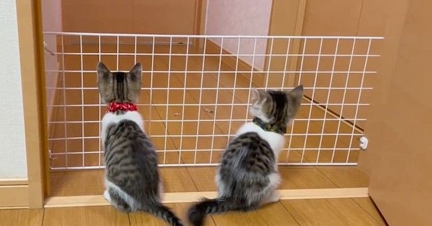 元気いっぱいな子猫たち→脱走防止のために柵を設置した結果…微笑ましすぎる光景に「平和な運動会ｗ」「道具になってるｗ」と反響