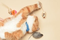 猫が『おもちゃに興味を示さなくなった』ときの理由5つ　遊ばなくなるのはなぜ？夢中にさせるコツまで
