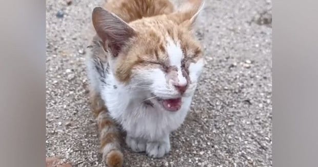 目が開かない状態で外をさまよっていた『ボロボロの猫』→保護されると…別猫のような『変化』に感動の声「優しさに涙が出た」「ありがとう」