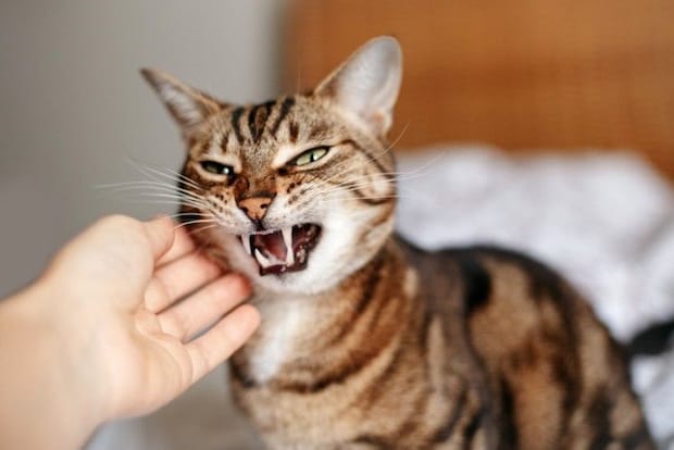 威嚇する猫