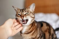 猫が驚いてしまう『飼い主の行動』3選　ストレスを与える理由から信頼関係への影響まで
