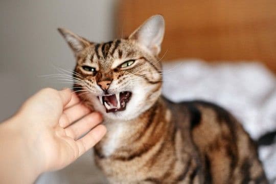 猫が驚いてしまう『飼い主の行動』3選　ストレスを与える理由から信頼関係への影響まで