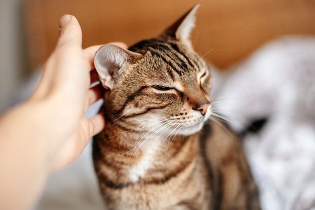 飼い主になでられて嬉しそうな猫