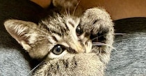 子猫のことを甘やかした結果→ソファの上を見ると…あまりにも尊い光景に２万いいね「ますます可愛くなっちゃうんだ」「たまらないぜ」