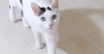 散歩から帰ると、猫がやってきて…あまりにも可愛い『熱烈なお出迎え』が13万再生「おかえりって聞こえるｗ」「最高に癒やされた」