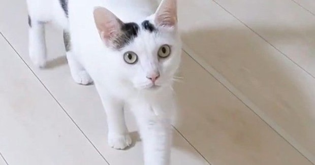 散歩から帰ると、猫がやってきて…あまりにも可愛い『熱烈なお出迎え』が13万再生「おかえりって聞こえるw」「最高に癒やされた」