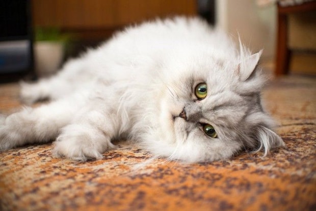 ペルシャ猫 