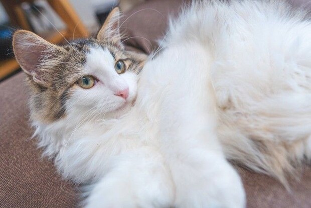 長毛猫