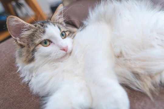 モフモフで人気の『長毛猫種』4選 それぞれの特徴やお世話のポイントもご紹介