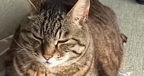 袋に水を入れて作る『流行りのおもちゃ』を猫にあげたら…予想外すぎる『使い方』が40万再生「最近暑いもんねｗ」「気持ちいいんだｗ」
