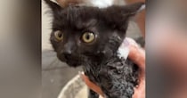 家に来て15日目の子猫→『初めてのシャンプー』に挑戦した結果…微笑ましい光景に「めちゃめちゃいい子」「かわいー」と癒される人が続出
