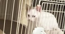 扉は閉まっているのに『ケージの外に出ていた子猫』→なぜだろうと思っていると…衝撃的な瞬間が74万再生「予想を超えてきた」「すごい」