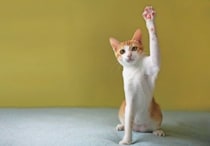猫が前足で『チョイチョイ』してくる3つの理由　仕草に込められた意味や気持ちの見分け方