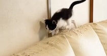 元気いっぱいに遊んでいた子猫→ソファの上で勢いよく走り始めると…ハプニングの瞬間に「元気すぎたｗ」「涼しげな顔ｗ」と笑う人が続出