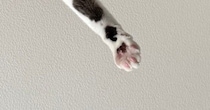 朝起きると、目の前で『猫』が…思わず笑ってしまう『まさかの光景』に２万いいね「眠気も吹っ飛ぶねｗ」「よっ！て感じでかわいいｗ」