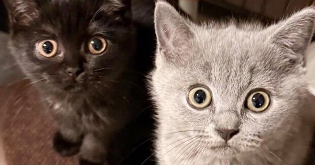 まん丸おめめで見つめてくる『2匹の子猫』→次の瞬間…たまらなく可愛い『表情の変化』に1万いいね「旦那様ニャイス」「たまらんすぎる」