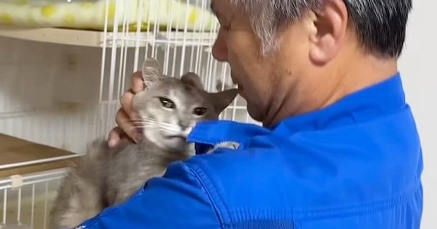 パパに抱っこされるのは嫌な保護猫→ママが抱っこしてみると…まさかの光景に「めっちゃニヤけたw」「すごいww」と10万再生