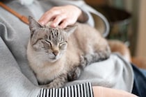 猫への愛情が『伝わった』と噛みしめる瞬間3選　心を開いてくれたサインや行動の意味も