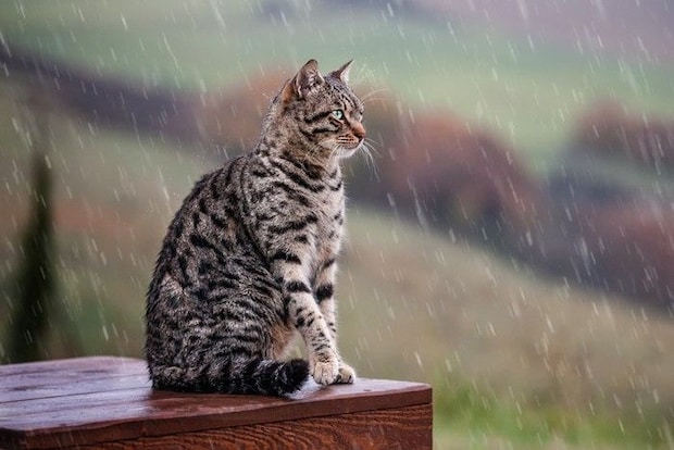 雨に濡れる猫