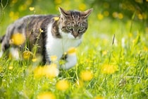 亡くなった猫が待つ『虹の橋』に関する4つの説　どう過ごしているの？いつの日か再会できる？