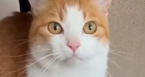猫のお世話をするために泊まりにきてくれた友人→『朝ごはんの時間』になると…まさかの光景が34万再生「綺麗な流れ作業ｗｗ」「おもろいｗ」