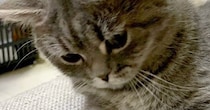 じーっとソファの隙間を見つめる猫→『視線の先』には…まさかの光景が可愛すぎると３万いいね「すごい遊びかたｗ」「なんか生えてきた」