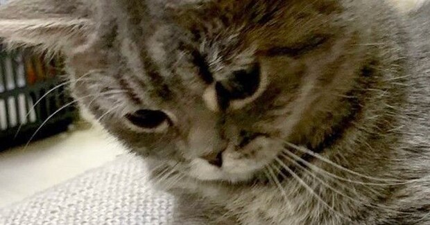 じーっとソファの隙間を見つめる猫→『視線の先』には…まさかの光景が可愛すぎると３万いいね「すごい遊びかたｗ」「なんか生えてきた」