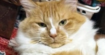 実家に帰省すると見たことのない『デカ猫』が…想像以上の『くつろぎっぷり』に２万いいね「態度もデカそう」「誰おまえ新人？みたいなｗ」