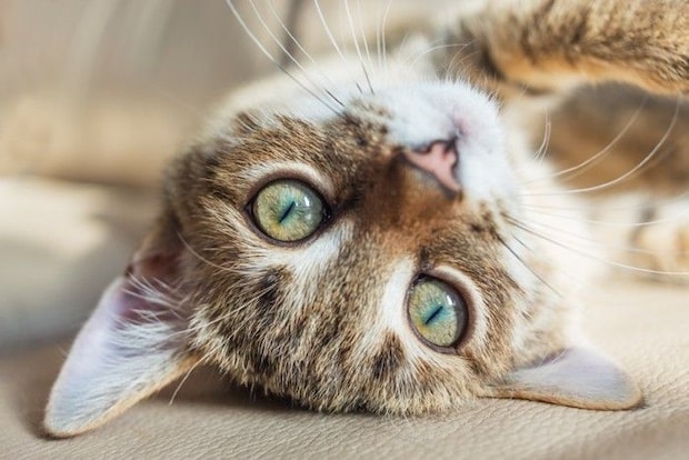革製ソファに寝転んでこちらをみる猫