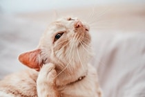 猫の『耳が熱くなっている』ときに考えられる原因5つ　放置しても大丈夫？異常を見分けるポイントも解説