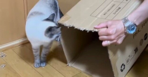 『長いダンボール箱』を使ってパパが猫と遊んでみた結果…微笑ましすぎる光景が113万再生「戻るの早いw」「旦那様が一番楽しそうw」