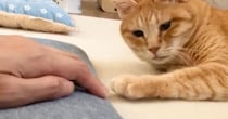 飼い主がそっと手を引っ込めようとしたら…元野良猫がとった『尊すぎる行動』が20万表示「最強に可愛いやり取りｗ」「圧がすごいｗ」