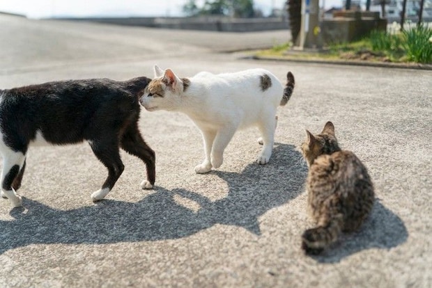 白黒猫のお尻のニオイを嗅ぐ白い猫