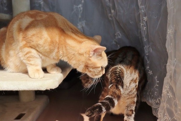 猫のおしりのニオイを嗅ぐ茶色の猫