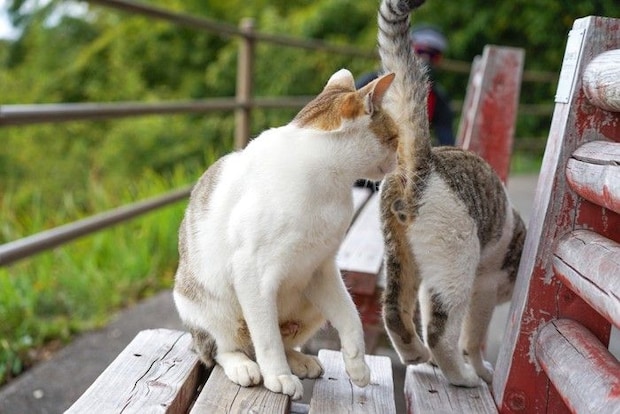 ベンチの上で猫のお尻のニオイを嗅ぐ猫