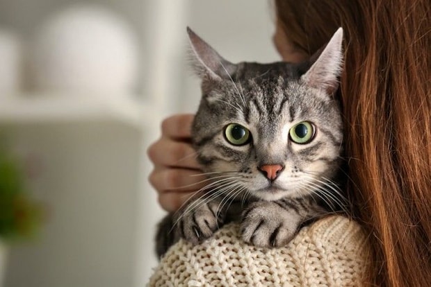 飼い主に抱っこされている猫