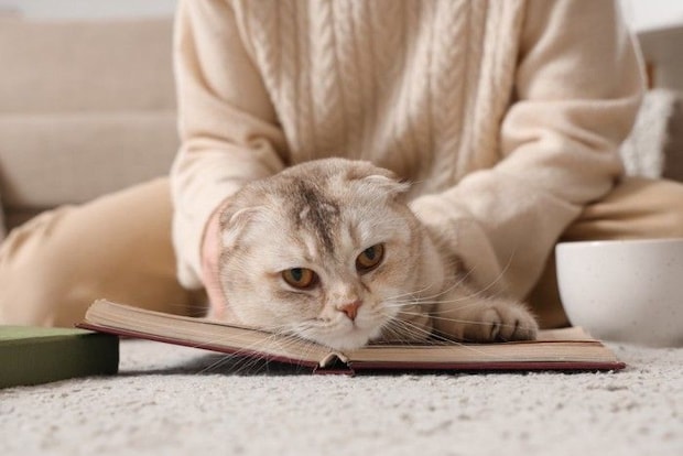 飼い主になでられながら本の上に伏せる猫