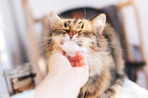 【研究で判明】猫の信頼は「予測可能な飼い主」が育てる！“安定した行動の重要性”を獣医が解説