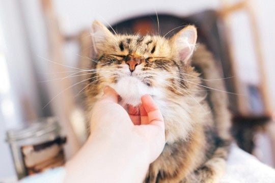 【研究で判明】猫の信頼は「予測可能な飼い主」が育てる！“安定した行動の重要性”を獣医が解説