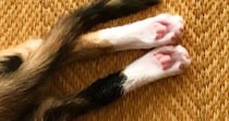 アイスコーヒーをいれて戻ったら、『子猫』が…想定外な『可愛すぎる行動』に１万いいね「ちくわとキュウリのようなｗ」「表情が素敵」