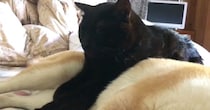 柴犬の上に乗った黒猫→そのまま眠ってしまった結果…あまりにも『微笑ましい光景』が33万再生「やさしいなあ」「めちゃくちゃ癒された」
