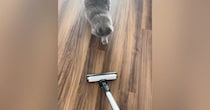 掃除機をかけると近づいてきた猫→ヘッドにぴったりと抱き着いて…笑ってしまう行動が31万再生「モップかなｗ」「ええ～かわいいｗ」