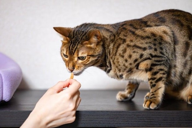 おやつをもらう猫